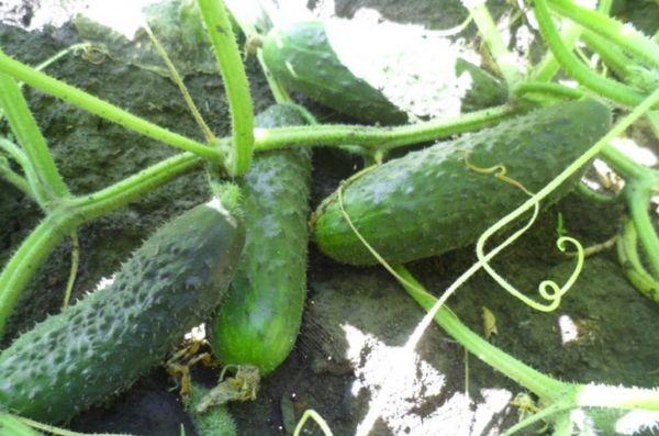 ผลแตงกวา