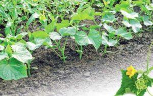 ในทุ่งโล่งควรปลูกแตงกวาห่างกันเท่าไร?