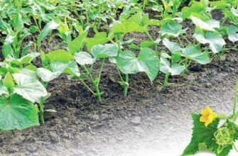 การปลูกแตงกวา