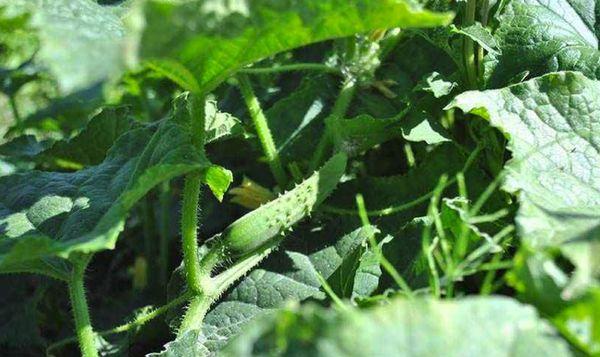 ต้นแตงกวา