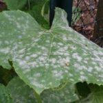 โรคราแป้ง