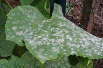 โรคราแป้ง