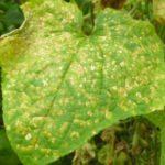 Taches sur la feuille