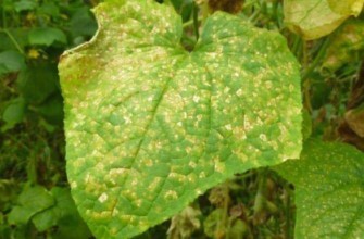 จุดบนใบ