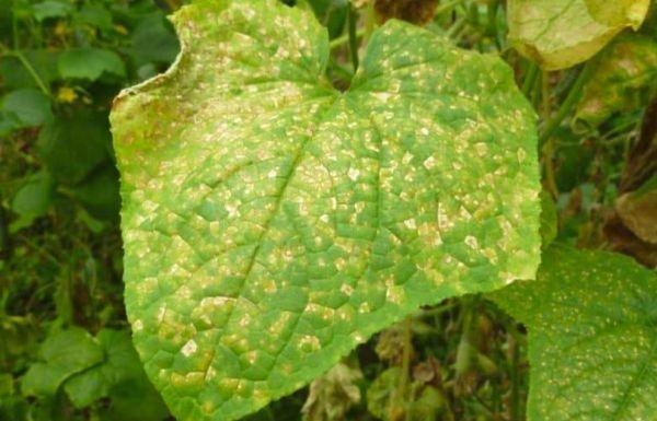 จุดบนใบ