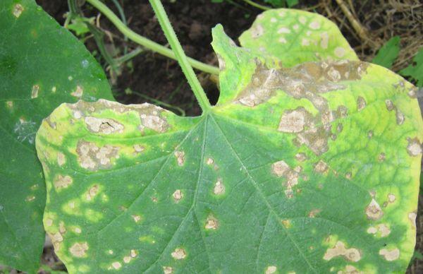 โรคราแป้ง