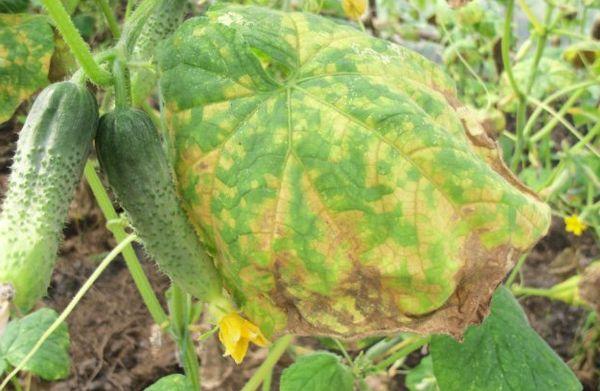 ความเสียหายจากแตงกวา