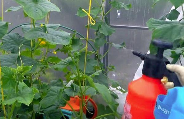 การพ่นยาแตงกวา