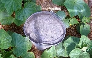 วิธีการใส่ขี้เถ้าให้แตงกวาอย่างถูกต้องและประโยชน์ของการใช้ขี้เถ้าต่อพืช