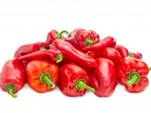 poivre de Novossibirsk