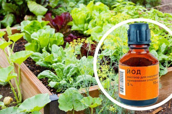 ปุ๋ยไอโอดีนสำหรับกะหล่ำปลี