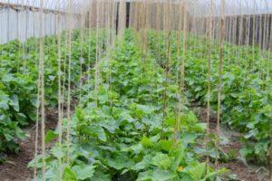 วิธีการตัดแต่งแตงกวาในเรือนกระจกเพื่อให้มั่นใจว่าจะเก็บเกี่ยวผลผลิตได้ดี แผนการสร้าง