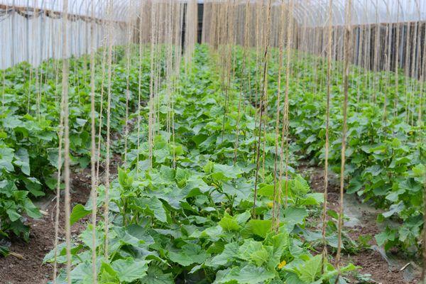 แตงกวามัด