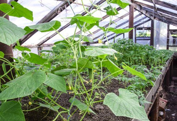 แตงกวาในเรือนกระจก