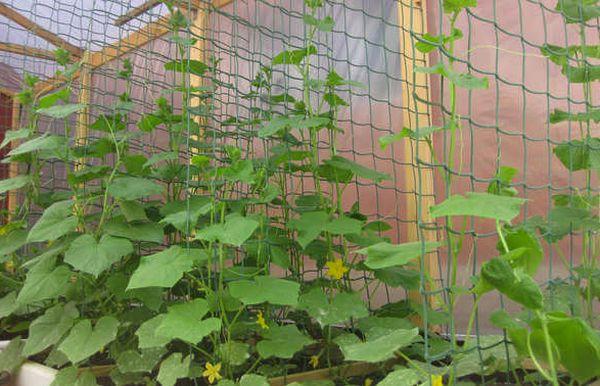 ตาข่ายสำหรับแตงกวา