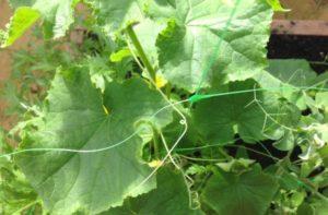 จำเป็นต้องกำจัดหน่อแตงกวาในเรือนกระจกและพื้นที่โล่งหรือไม่?