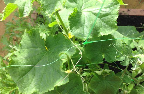 feuilles de concombre