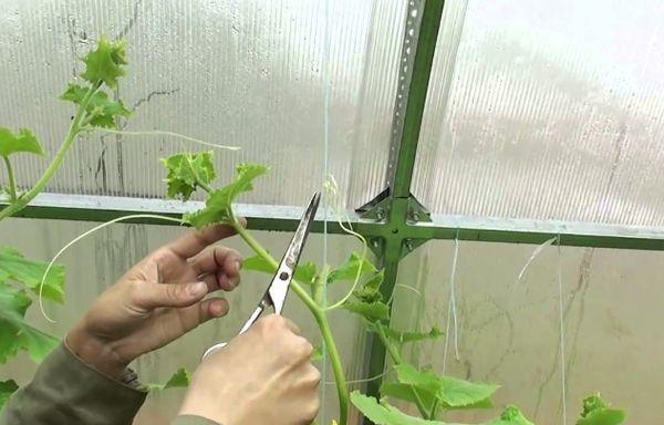 Tailler la moustache