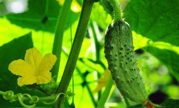 Cultiver des concombres