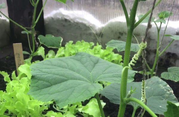 <iframe width="789" height="444" src="https://www.youtube.com/embed/cMC8Q60Sc24" frameborder="0" allow="accéléromètre; lecture automatique; média crypté; gyroscope; image dans l'image" allowfullscreen></iframe>