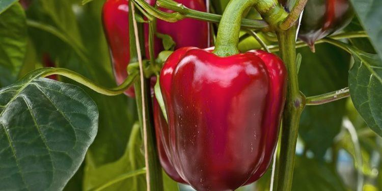 buttage des poivrons