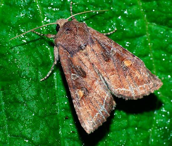 ผีเสื้อกลางคืนบนพริก