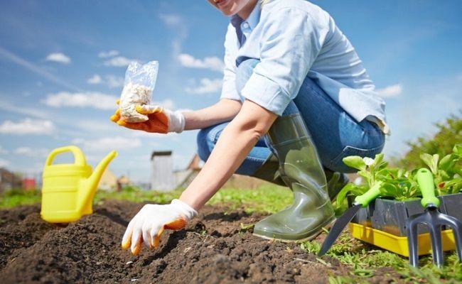 การปลูกผัก