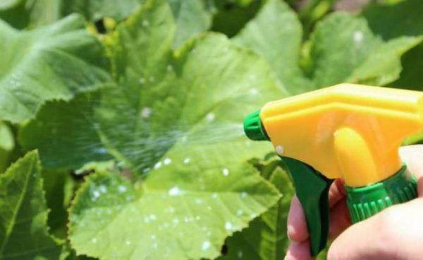 การฉีดพ่นแตงกวา