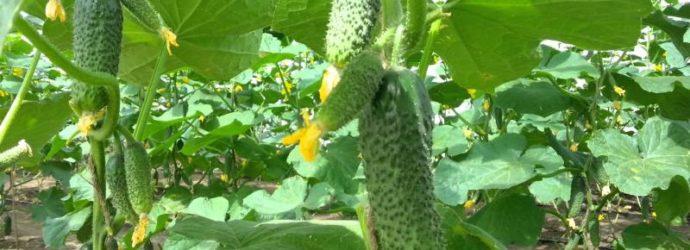 เตียงกรอบ F1