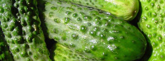 แตงกวาของคาริน