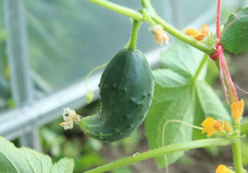 แตงกวาลูกเล็ก