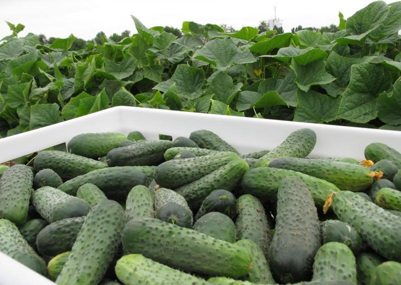 แตงกวาจำนวนมาก