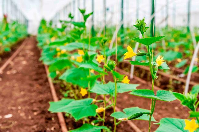 การให้น้ำแตงกวาแบบหยด