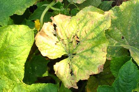 แตงกวาป่วย