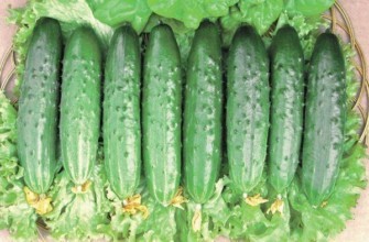 แตงกวาสุก