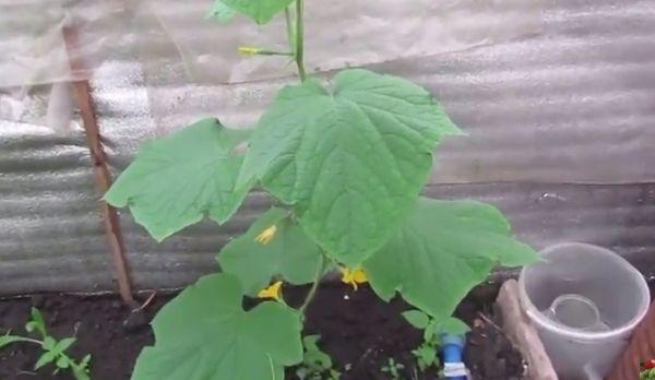 ใบแตงกวา