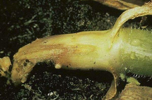 เชื้อราคลาดอสปอเรียม