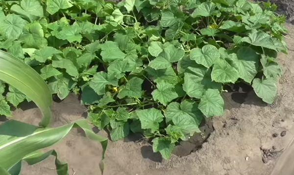 การปลูกแตงกวา