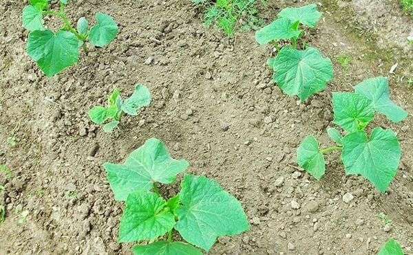 การปลูกแตงกวา