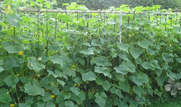 แตงกวามัด