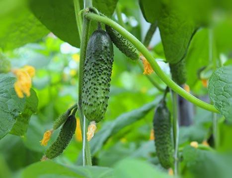 แตงกวาสุก