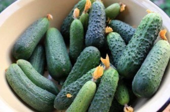 พันธุ์มารินดา