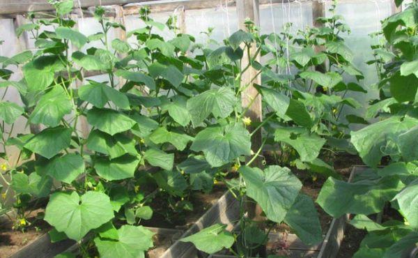 การก่อตัวของแตงกวา