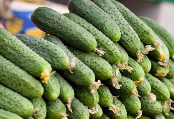 แตงกวาสำหรับหมัก