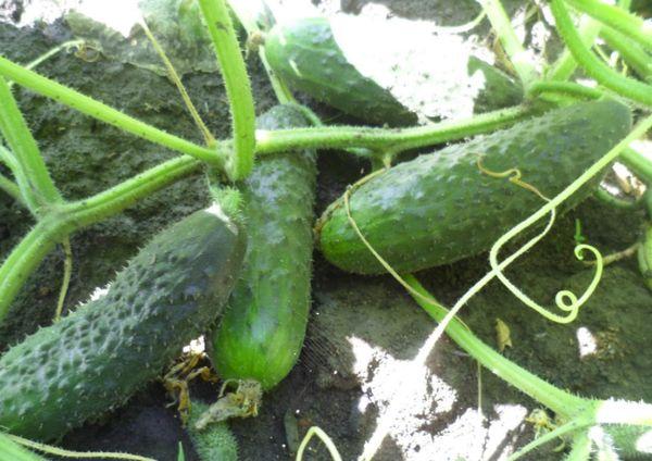 พุ่มไม้ที่มีแตงกวา