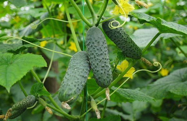 การปลูกพืชแบบผสม