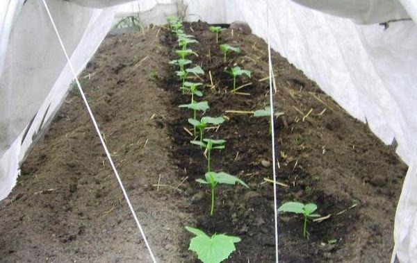 แตงกวาใต้ต้นไม้