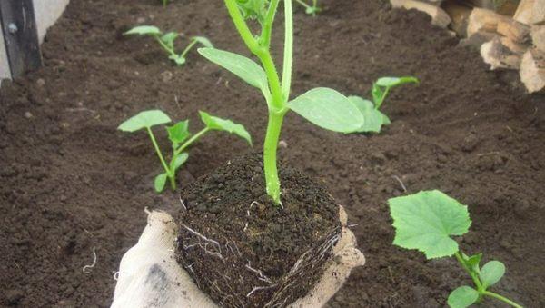 การย้ายปลูก