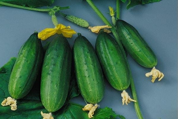 แตงกวา F1 ของนายพล