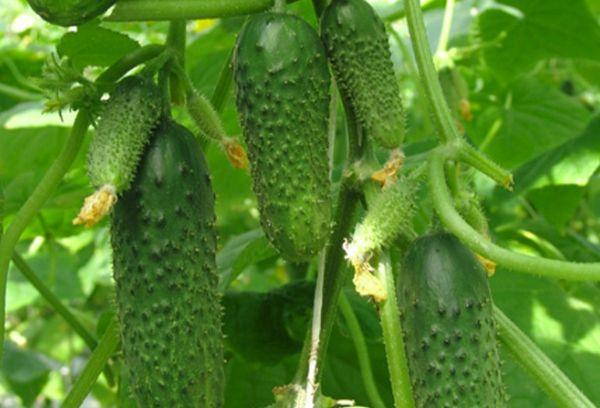 ไฮบริด มูราชก้า